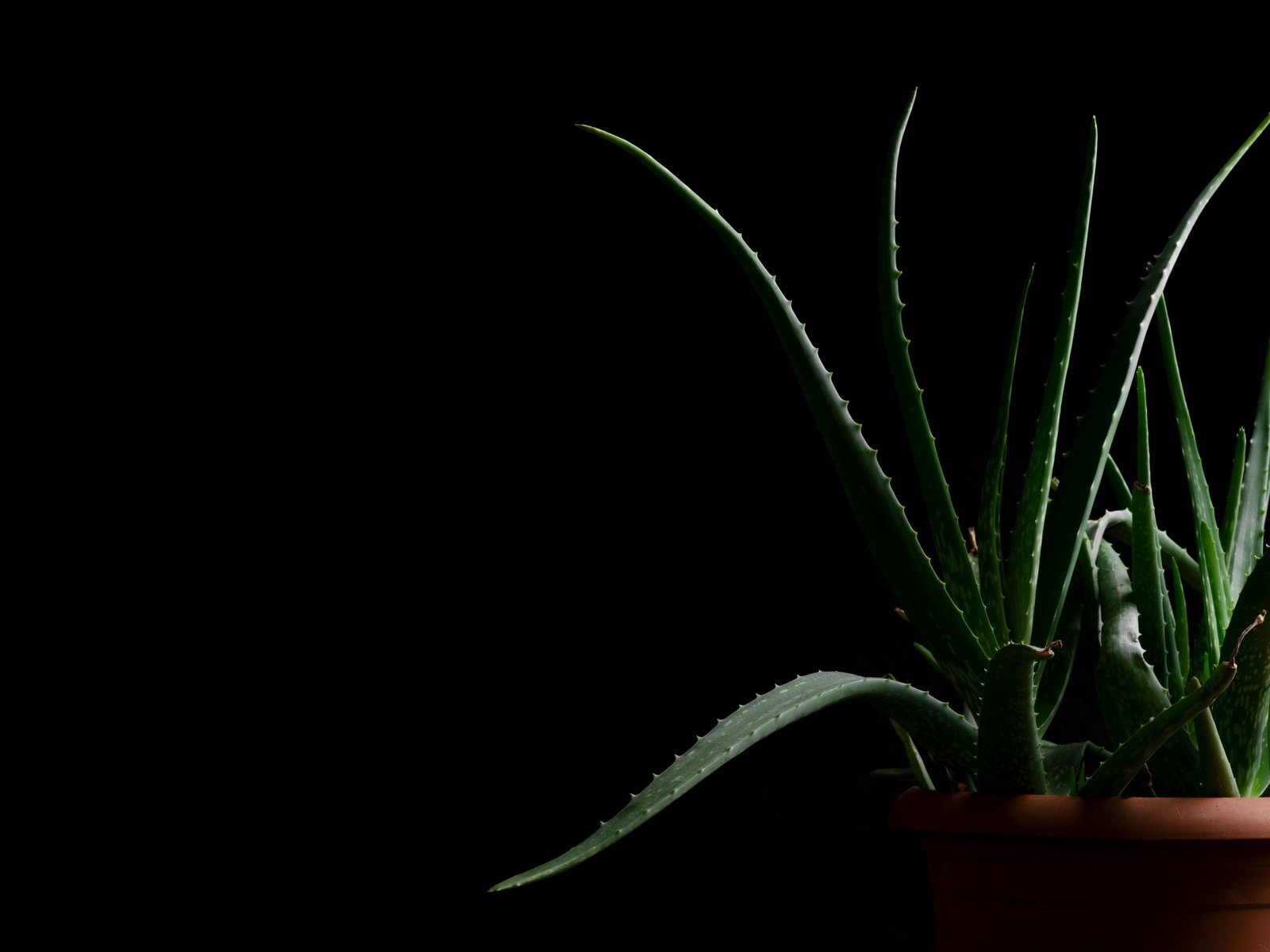 Aloe vera: el aliado natural para el cuidado de la piel
