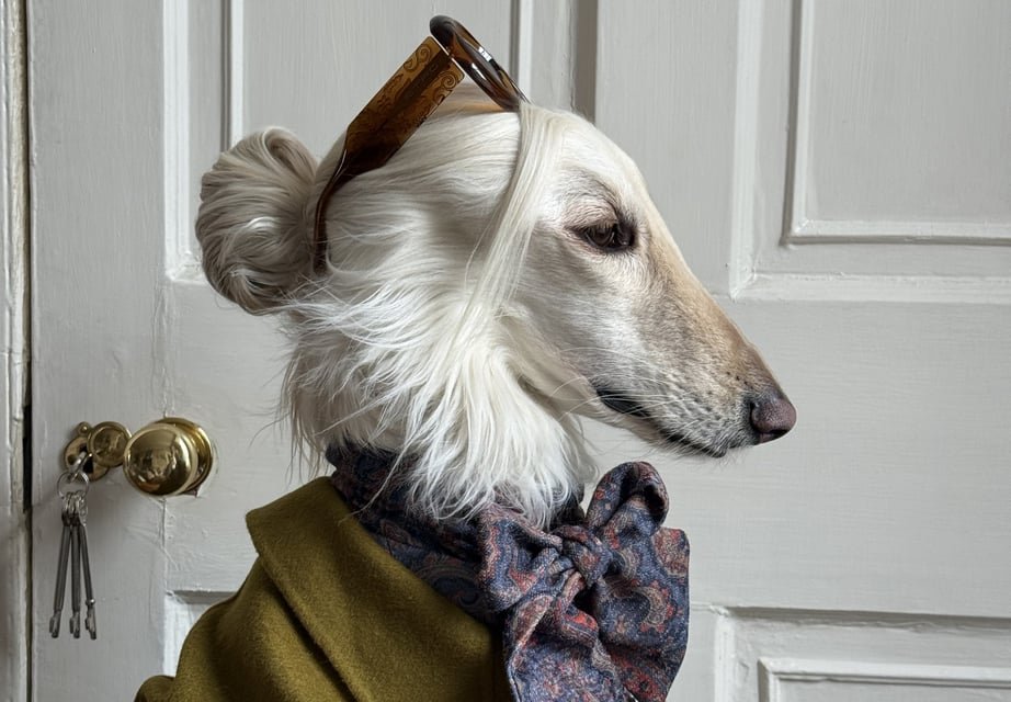 ¡La moda tiene una nueva musa! Conoce a Samantha, la perrita que convirtió las redes sociales en su propia pasarela